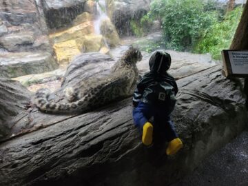 Small child looking at a snow leopard through glass. Snow leopard is directly on the other side of the glass lying down.